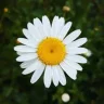 Daisydesirerer