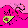algae