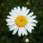 Daisydesirerer